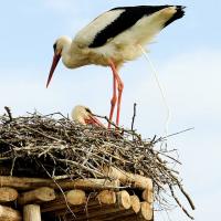 3155_5638 Verdauung eines Storchs im Nest - brütende Störche. | 